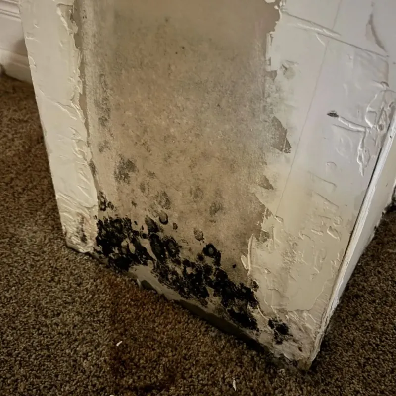 Professional Mold Removal in Lockney, TX